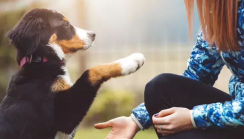 Puppy socialization classes